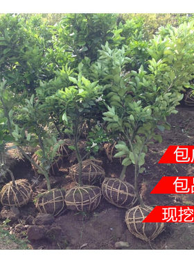 红心柚子苗嫁接苗橘树苗桔子