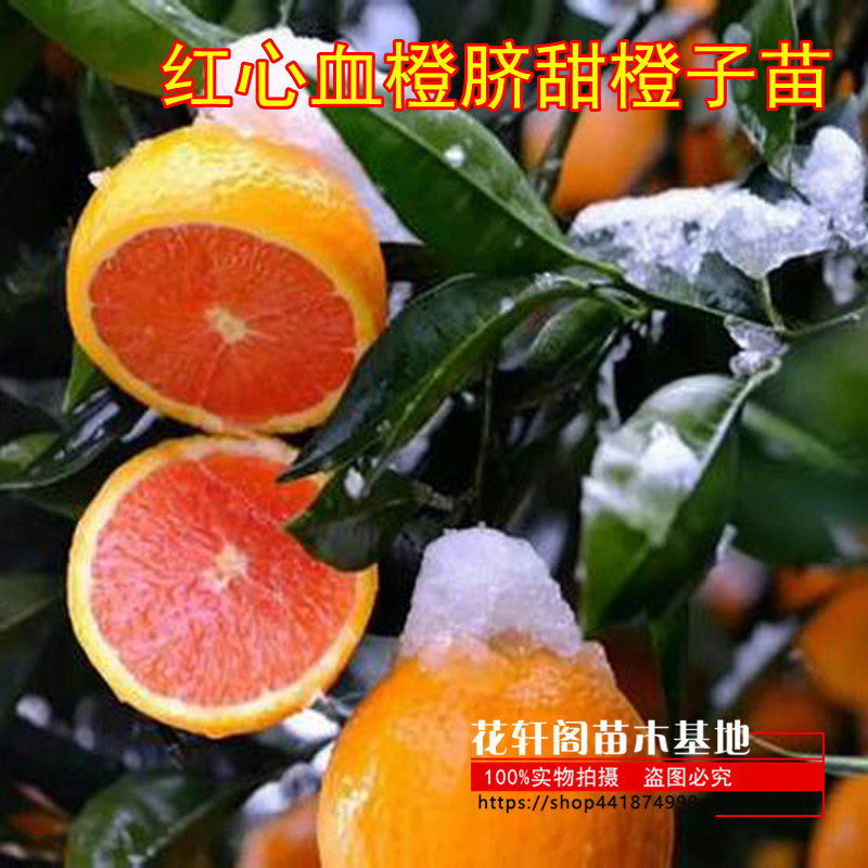 果树 嫁接橙子树苗盆栽红心血橙脐甜橙子苗当年结果 柚子柑橘树苗