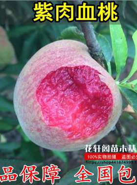 正宗桃树苗桃树苗南方北方种植