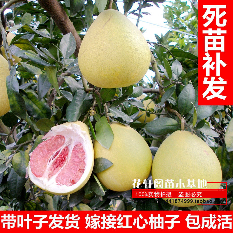 果树苗 柚子树苗红心三红蜜柚沙田嫁接柚子苗 盆栽地栽橙橘子树苗
