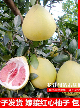 果树苗 柚子树苗红心三红蜜柚沙田嫁接柚子苗 盆栽地栽橙橘子树苗