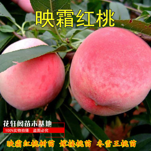 映霜桃树南方北方种植果树晚熟