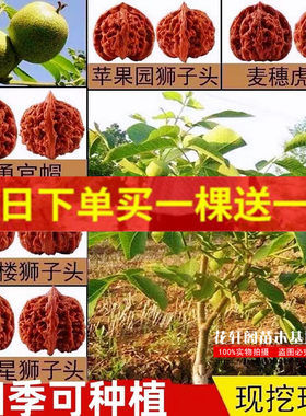 落叶文玩核桃文玩核桃树苗