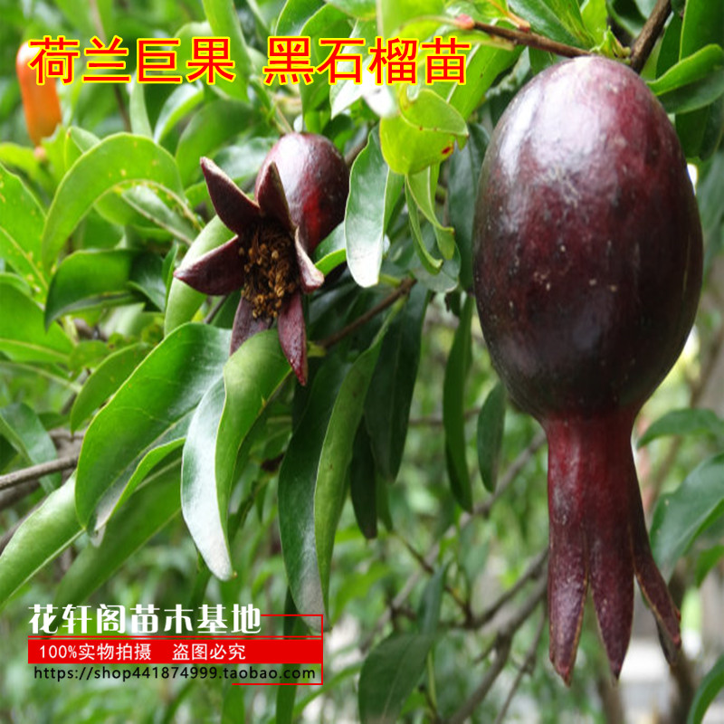 石榴树苗 石榴苗 荷兰巨果 黑石榴苗 石榴盆景 盆栽果树苗 包邮