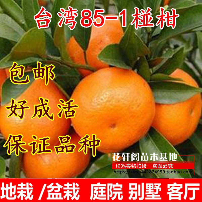 大果台湾85-1巨型椪柑苗无核椪柑嫁接芦柑桔子树苗当年结果早晚熟