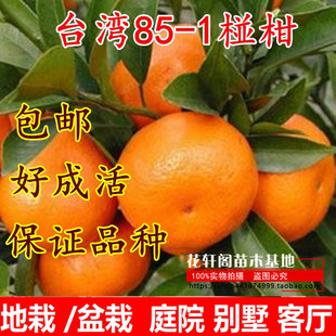 大果台湾85-1巨型椪柑苗无核椪柑嫁接芦柑桔子树苗当年结果早晚熟