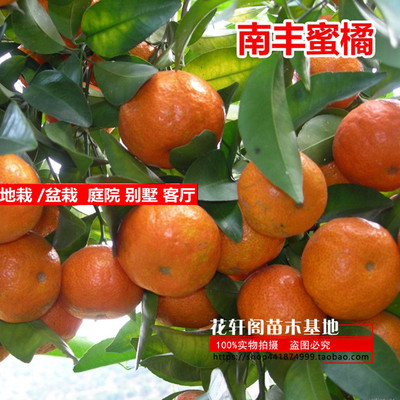 常绿果树苗橘果树苗橘子南