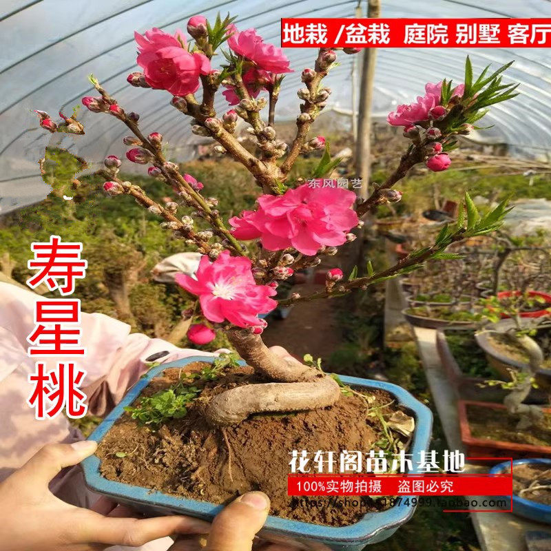 桃花树盆栽室内客厅庭院种植植物寿星桃树苗耐寒耐热观赏花卉好养