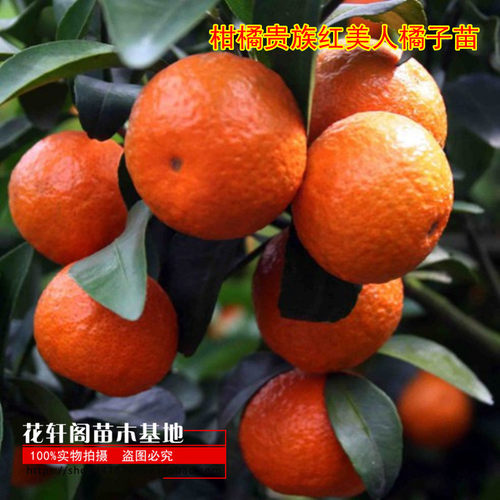 柑橘红美人橘子苗优质品种结果苗