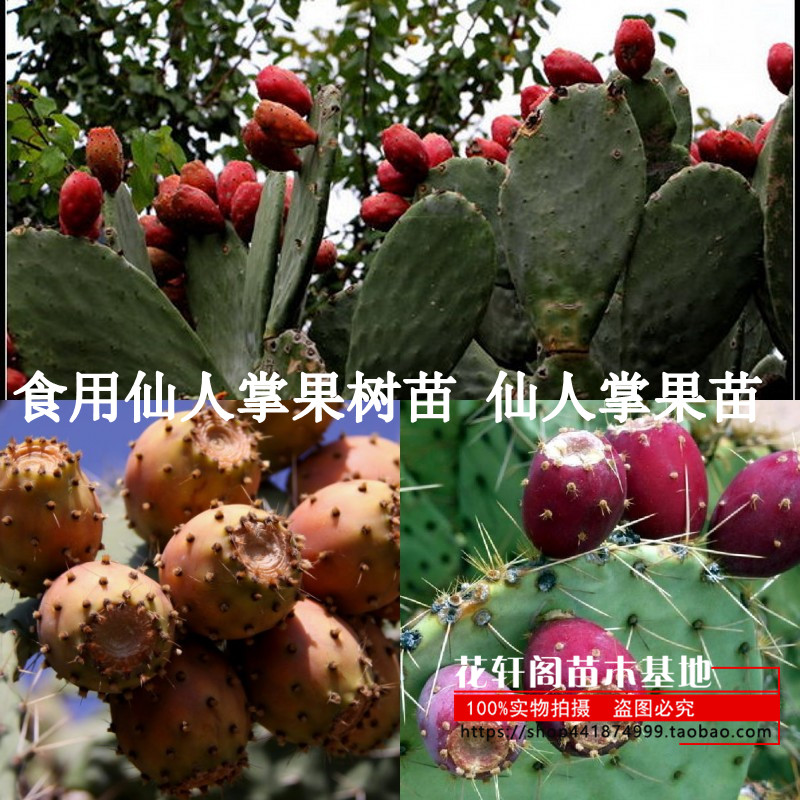 食用仙人掌果苗盆栽野生阳台庭院