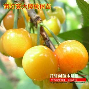 黄灯笼大樱桃树苗美国车厘子苗果树苗南北方盆栽地栽种植樱桃苗
