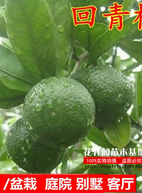 新品正宗金华玳玳果苗盆栽苦橙代代树苗 回青橙 酸橙带果原土