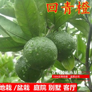 新品正宗金华玳玳果苗盆栽苦橙代代树苗 回青橙 酸橙带果原土