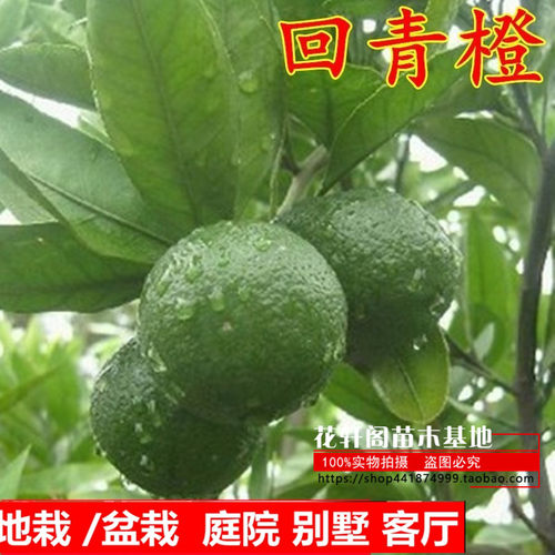 常绿新品正宗新品正宗金华
