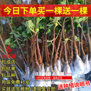 无花果树果苗当年结果特大地栽盆栽无花果苗树苗南方北方种植水果