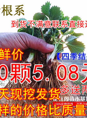 草莓苗四季攀援爬藤阳台盆栽