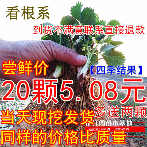 草莓苗四季攀援爬藤阳台盆栽