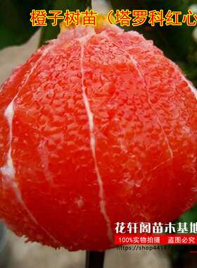 橙子树苗当年结果盆栽庭院四季