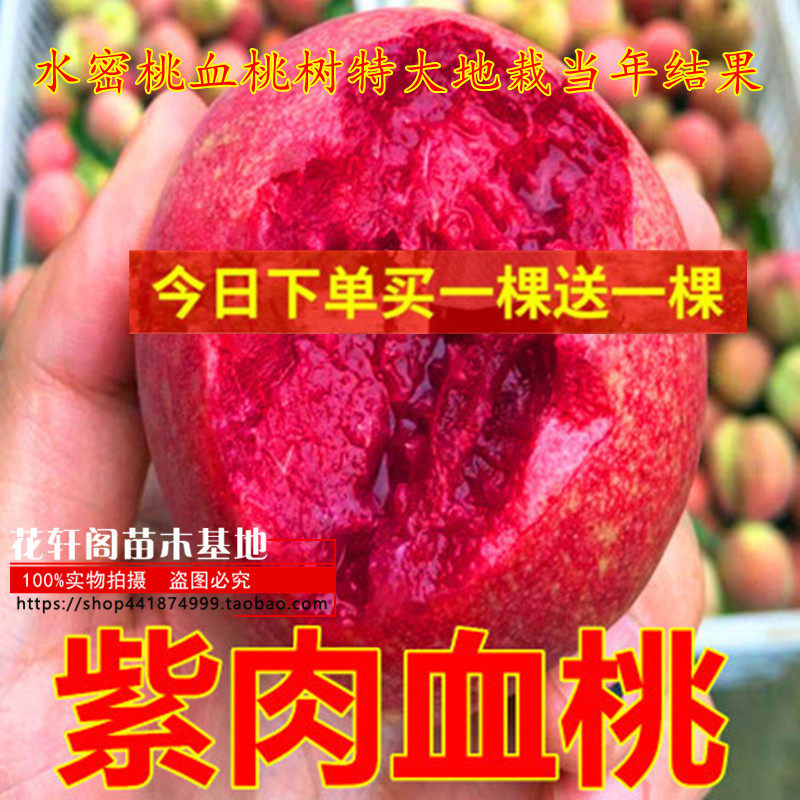 桃树果苗嫁接果树果苗南方北方种植水密桃血桃树特大地栽当年结果