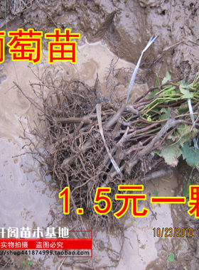盆栽地栽爬藤庭院南方葡萄树苗