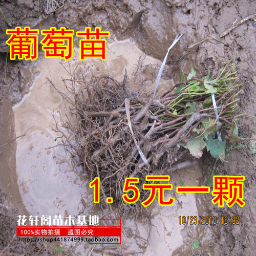盆栽地栽爬藤庭院南方葡萄树苗