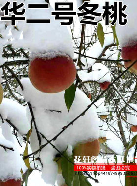 花轩阁苗木落叶晚熟桃树巨型