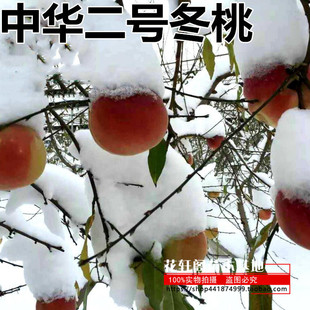 晚熟桃树苗巨型冬桃树苗中华特大桃王云南冬桃苗新品种四季果树苗
