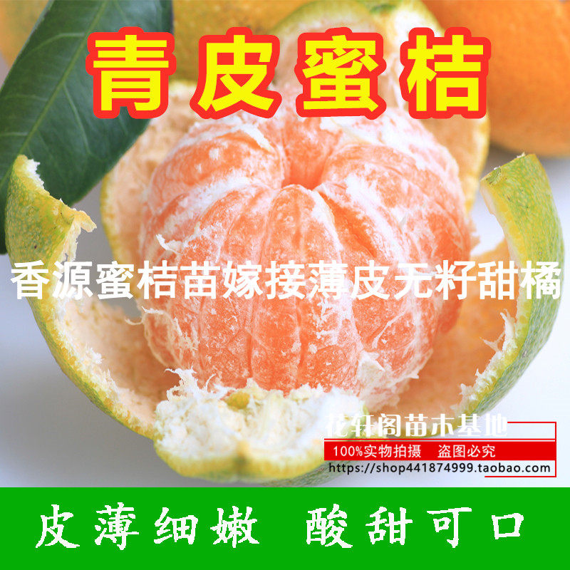 盆栽地栽桔子果树苗青皮香源蜜桔苗嫁接薄皮无籽甜橘子苗南北方种