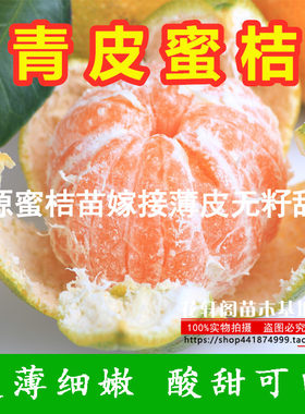 桔子地栽盆栽地栽桔子果树苗