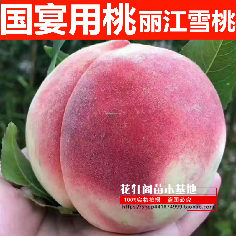 嫁接桃树苗 水蜜桃苗【雪桃】丽江雪桃苗 美猴王冬桃苗 晚熟桃苗