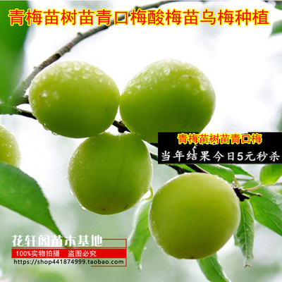 树苗酸梅种植嫁接苗南方当年结果