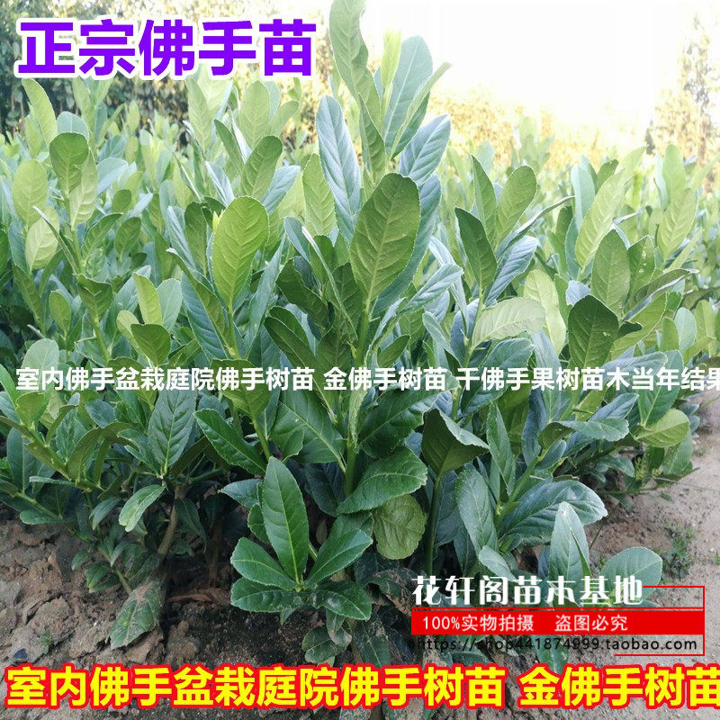 室内佛手盆栽庭院佛手树苗 金佛手树苗 千佛手果树苗木当年结果