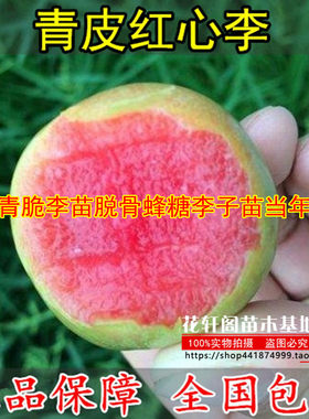 种植四川李子树苗蜂糖当年结果