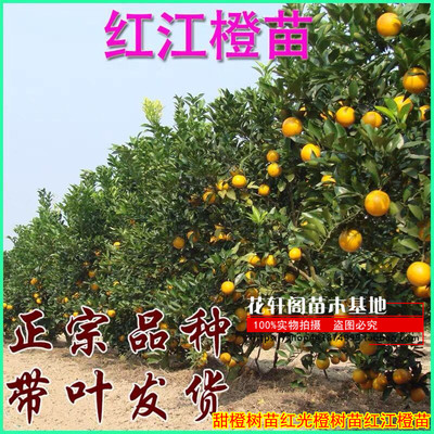 廉江红橙红江橙子果苗