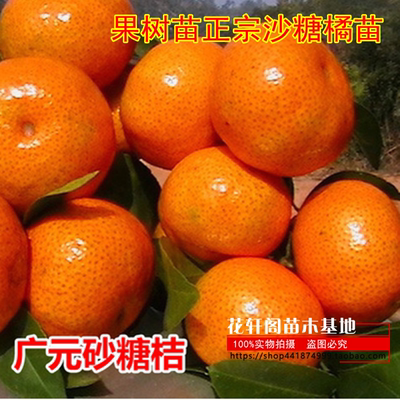 正宗果树苗无核砂糖桔