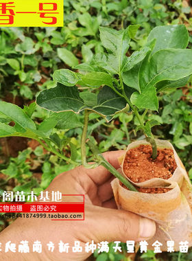广西百香果苗当年结果四季爬藤南方新品种满天星黄金果苗大苗