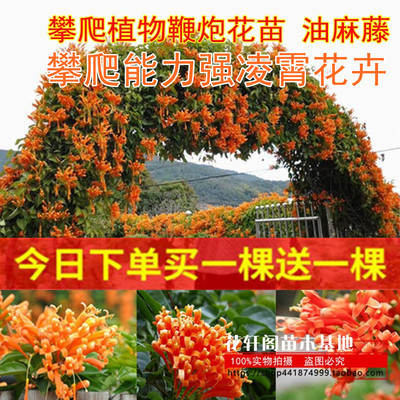 攀爬植物鞭炮花苗 油麻藤 炮仗花苗 凌霄花苗攀援花卉红爆竹花围