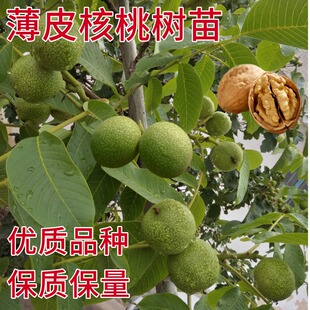 核桃树苗嫁接果树苗南方北方种植薄皮纸皮8518核桃苗地栽当年结果