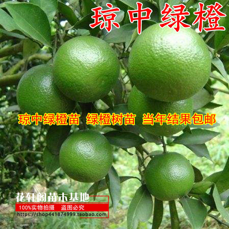 果树苗批 发 红心绿橙苗嫁接 琼中绿橙苗 绿橙树苗 当年结果包邮