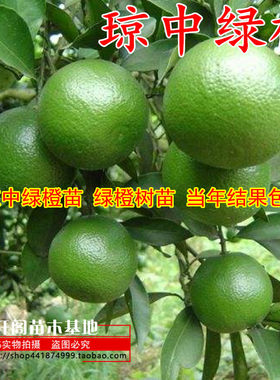 果树苗批 发 红心绿橙苗嫁接 琼中绿橙苗 绿橙树苗 当年结果包邮