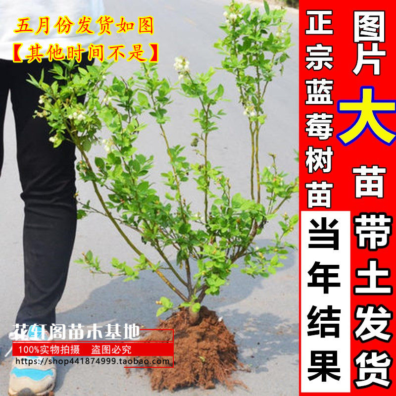 正宗蓝莓苗南方北方种植品种盆栽地栽蓝莓果树苗蓝莓大苗当年结果