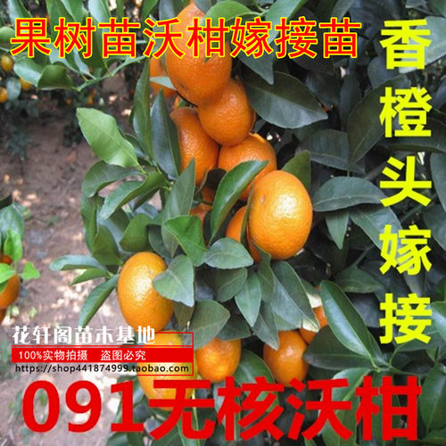 香橙嫁接苗091无核沃柑