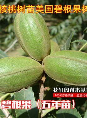 美国当年结果南方盆栽核桃树苗