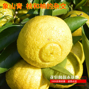 桔和柚的杂交  口感甘甜脆爽健壮柑橘苗春香桔柚嫁接苗 象山青