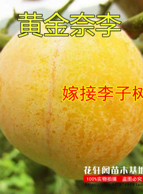 黄金奈李南方李子树苗嫁接