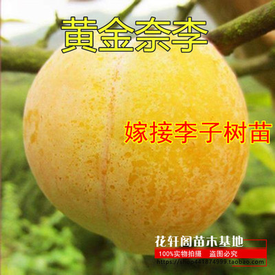 黄金奈李南方李子树苗嫁接