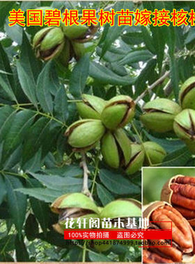 核桃树苗新品种美国碧根果树苗嫁接核桃苗当年结果南北方四季种植