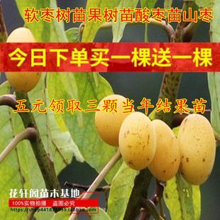 软枣树苗果树苗酸枣苗山枣鼻涕梨五眼果苗南酸枣苗 果树软枣真苗