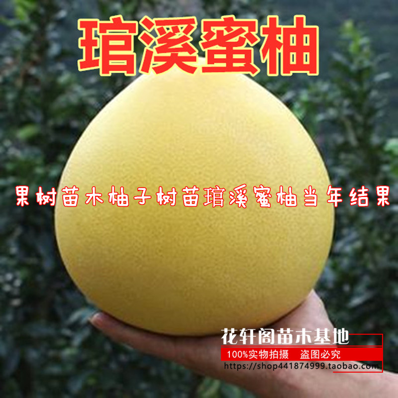 果树苗木柚子树苗琯溪蜜柚当年结果南北方地栽盆栽庭院种植包邮