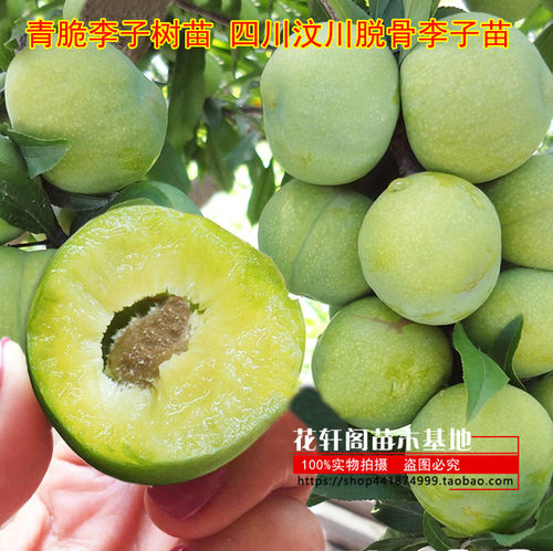 李子树苗四川汶川脱骨李子苗南方